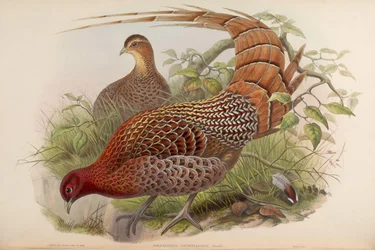 Phasianus scintillans = Syrmaticus soemmerringii scintillans